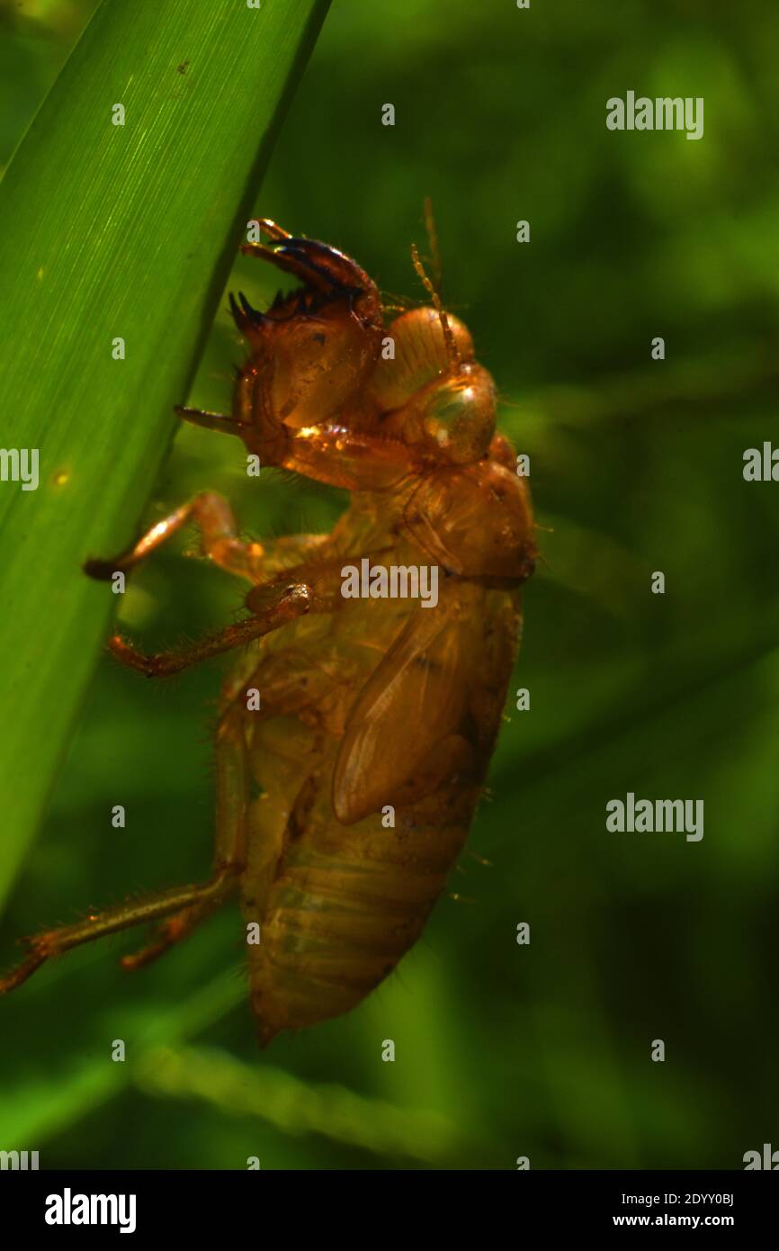 Esoscheletro cicada. Scrosciare la pelle. Eviae. Foto Stock