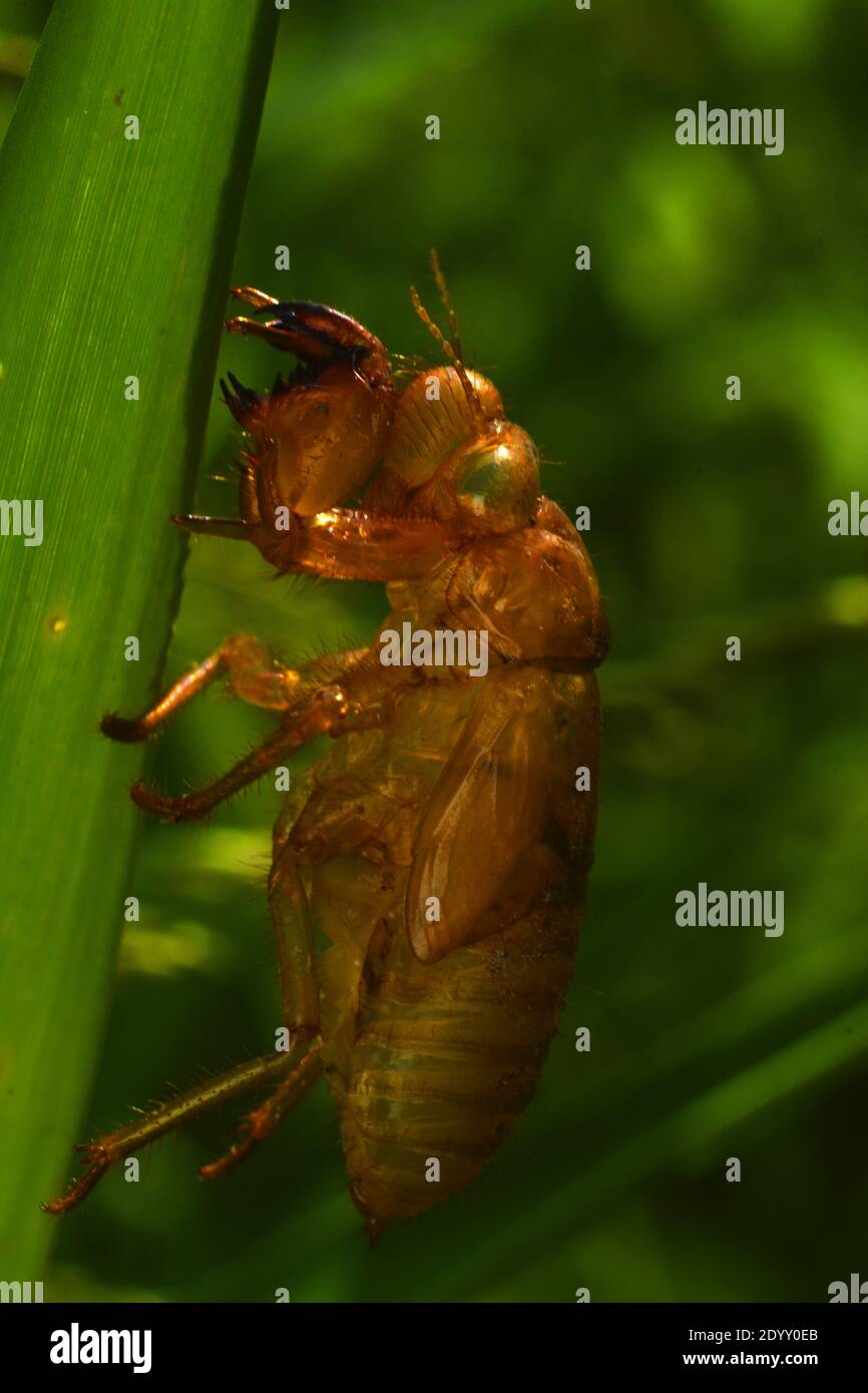 Cicala esoscheletro Foto Stock