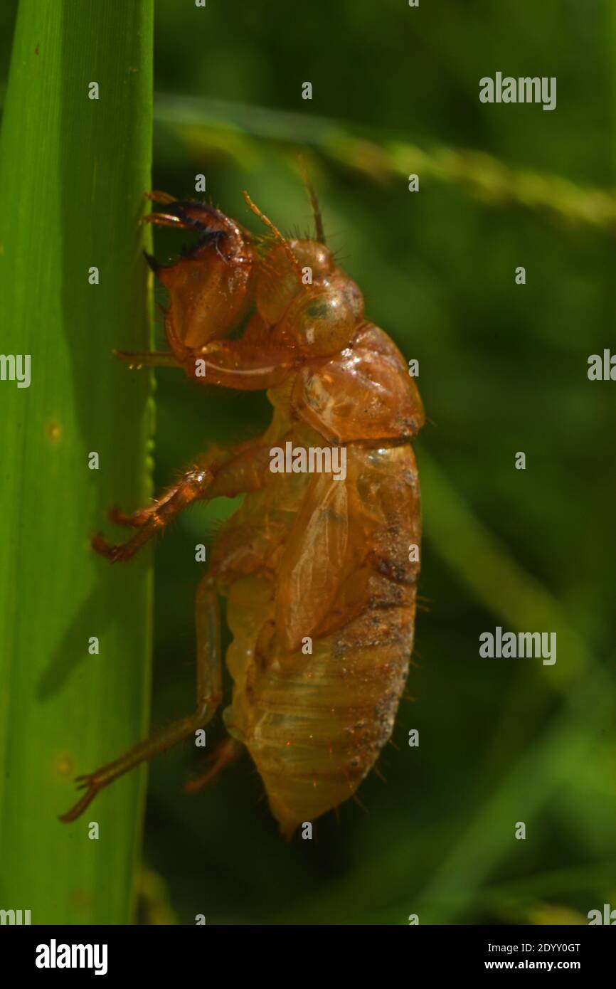 Cicala esoscheletro Foto Stock