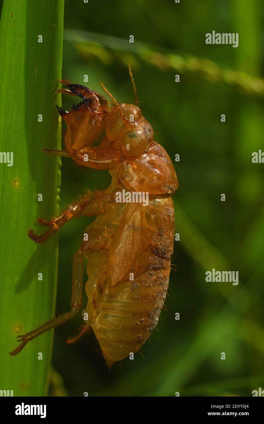 Esoscheletro della cicada aggrappato a una lama d'erba. Scrosciare la pelle. Eviae. Foto Stock