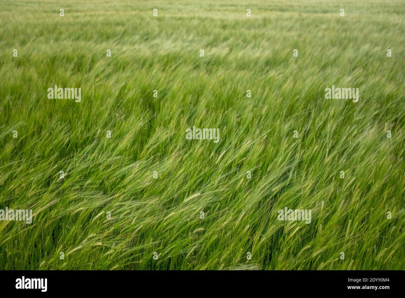 Sfondo di vento che soffia in UN campo di grano Foto Stock