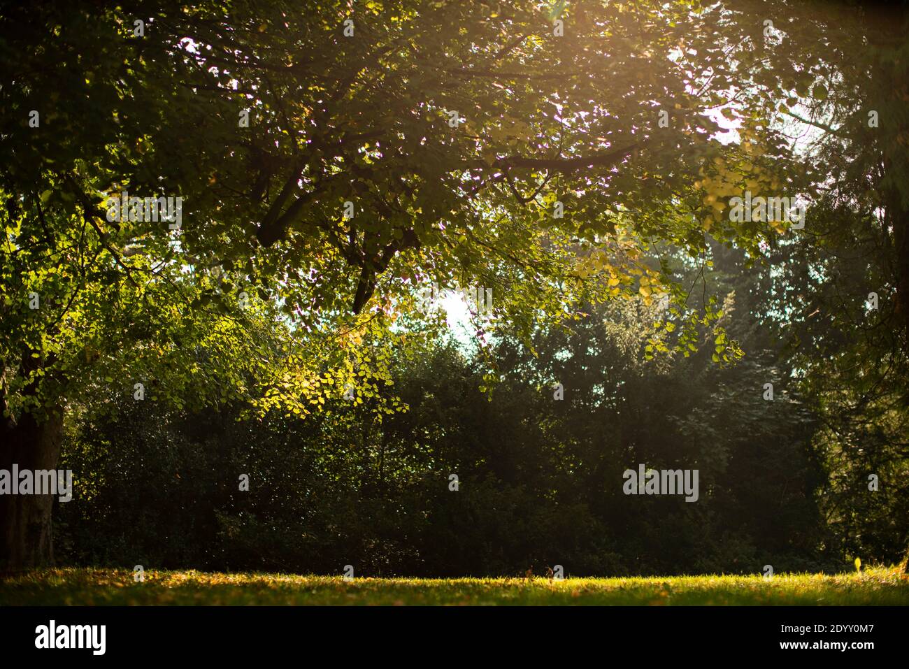 Luce del sole appicante che splende attraverso gli alberi in una giornata estiva Foto Stock