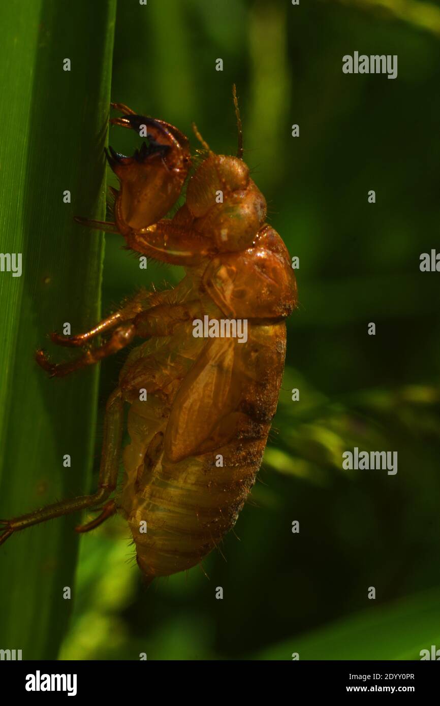 esoscheletro cicada aggrappato ad una lama di erba Foto Stock