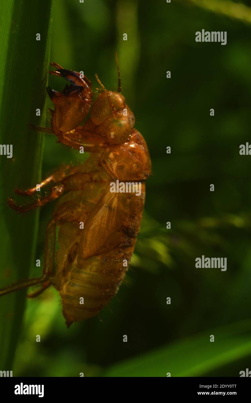 Esoscheletro della cicada aggrappato a una lama d'erba. Scrosciare la pelle. Eviae. Foto Stock