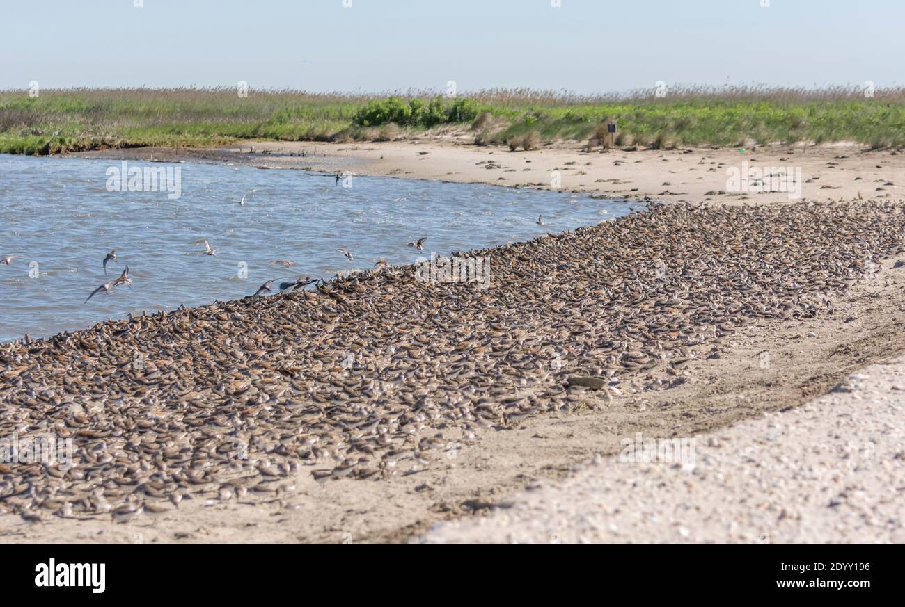 Flock of Birds on Back Beach, Mispillion Harbour, Delaware Bay, Stati Uniti Foto Stock