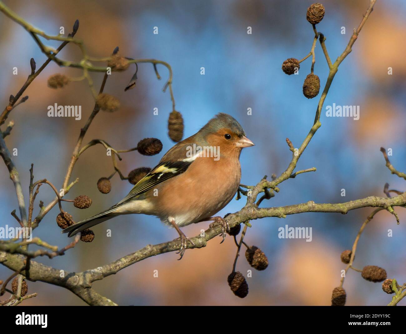 Chaffinch presso la filiale di Lynford Arboretum, Norfolk, Inghilterra Foto Stock