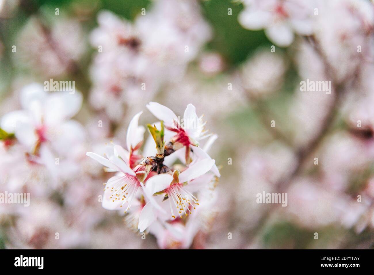 Fiori di ciliegio rosa delicati primo piano con messa a fuoco selettiva Foto Stock