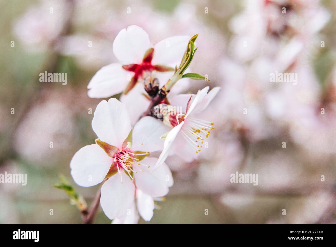 Ciliegia fiorente di primavera. Primo piano con fiori rosa tenera e messa a fuoco selettiva Foto Stock