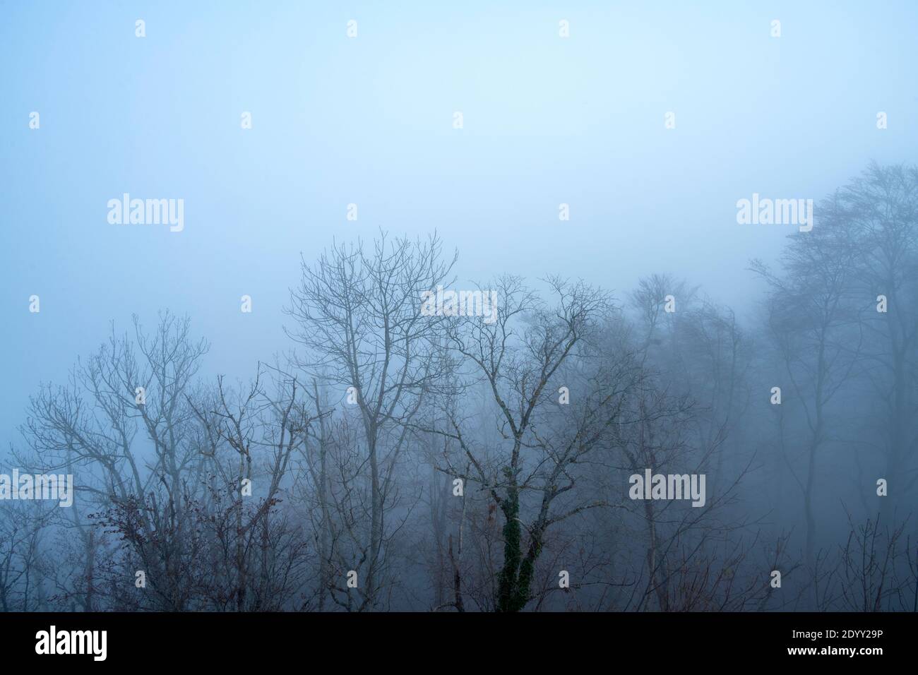 Österreich, Niederösterreich, Scheibbs, Nebelstimmung am Blassenstein Foto Stock