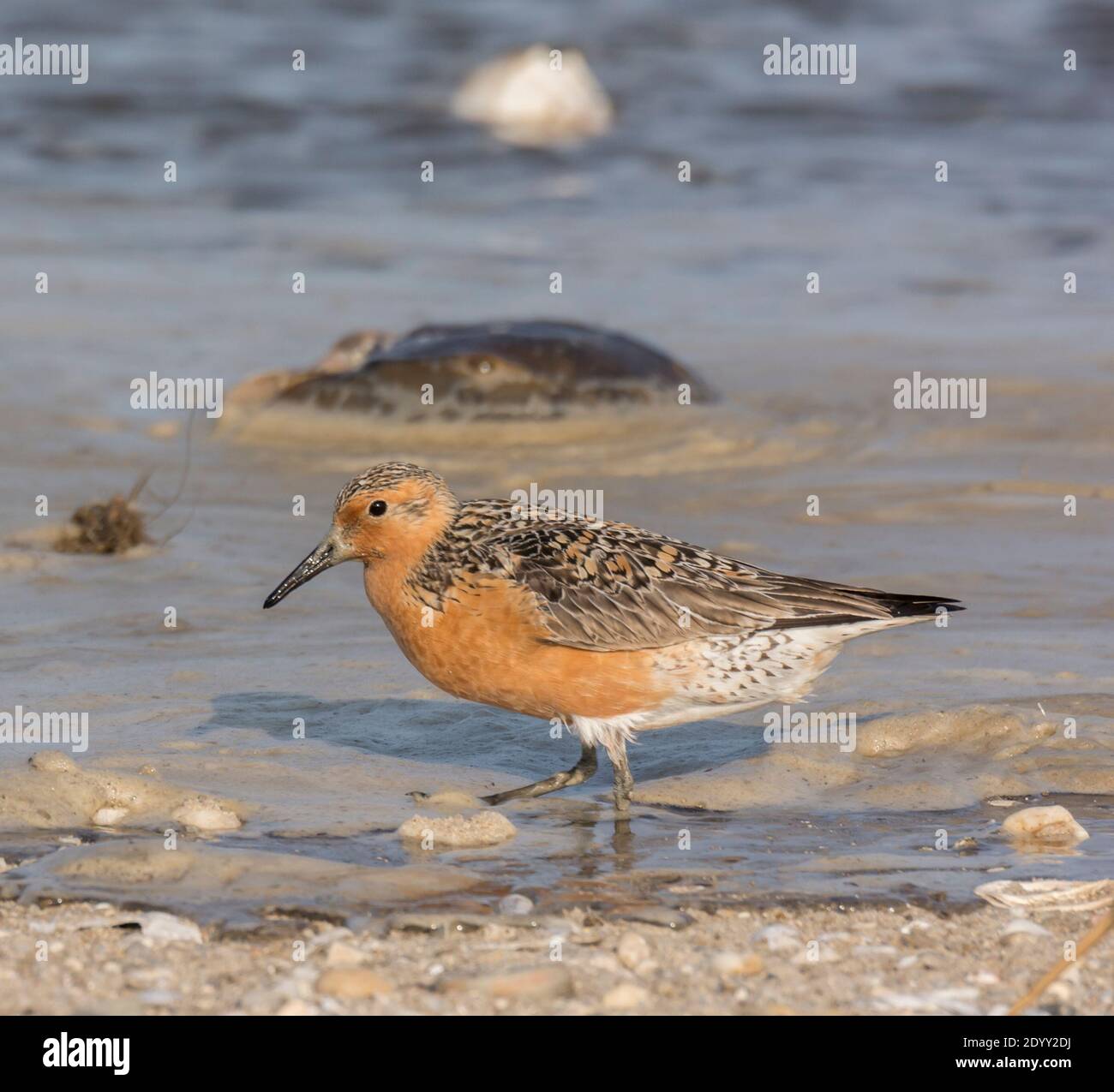 Red Knot in Water's Edge, Delaware Bay, Stati Uniti Foto Stock