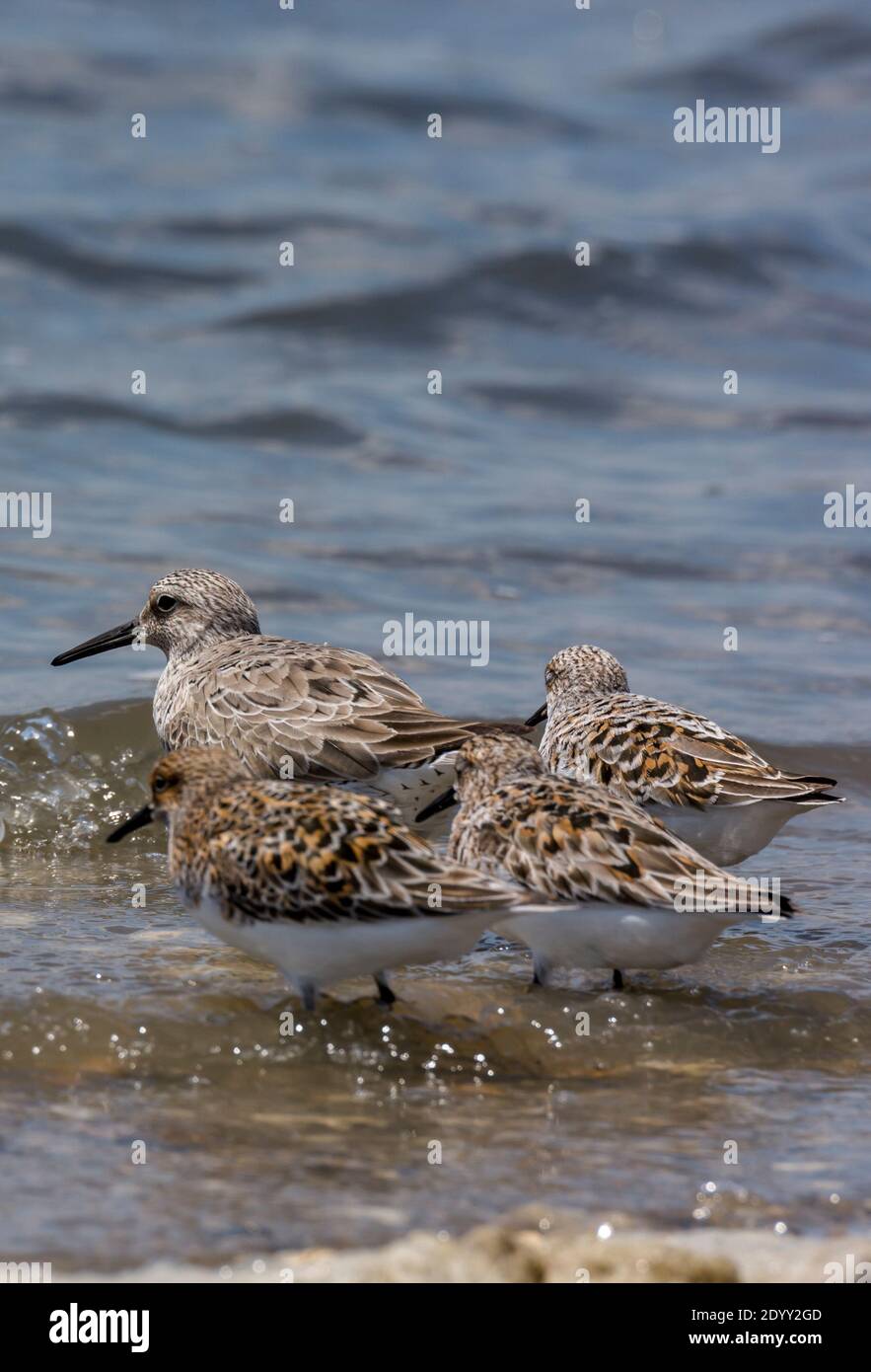 Sanderling e Red Knot in Water's Edge, Delaware Bay, Stati Uniti Foto Stock