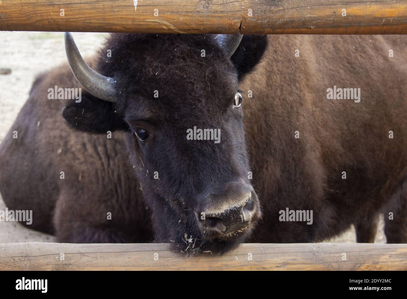 Buffalo da vicino, guarda un toro. Foto di alta qualità Foto Stock