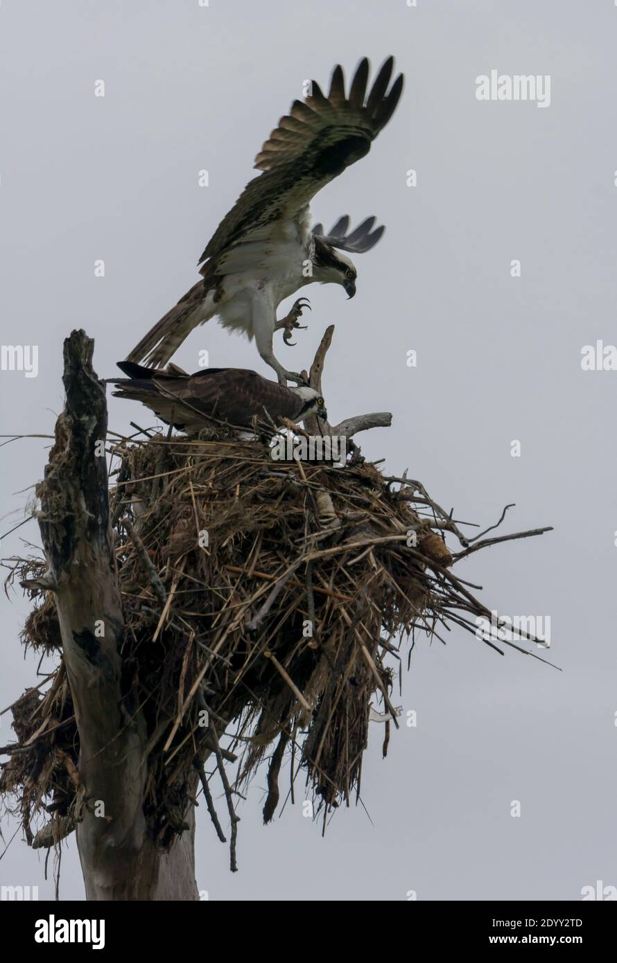 Osprey atterra in Nest, Delaware, Stati Uniti Foto Stock
