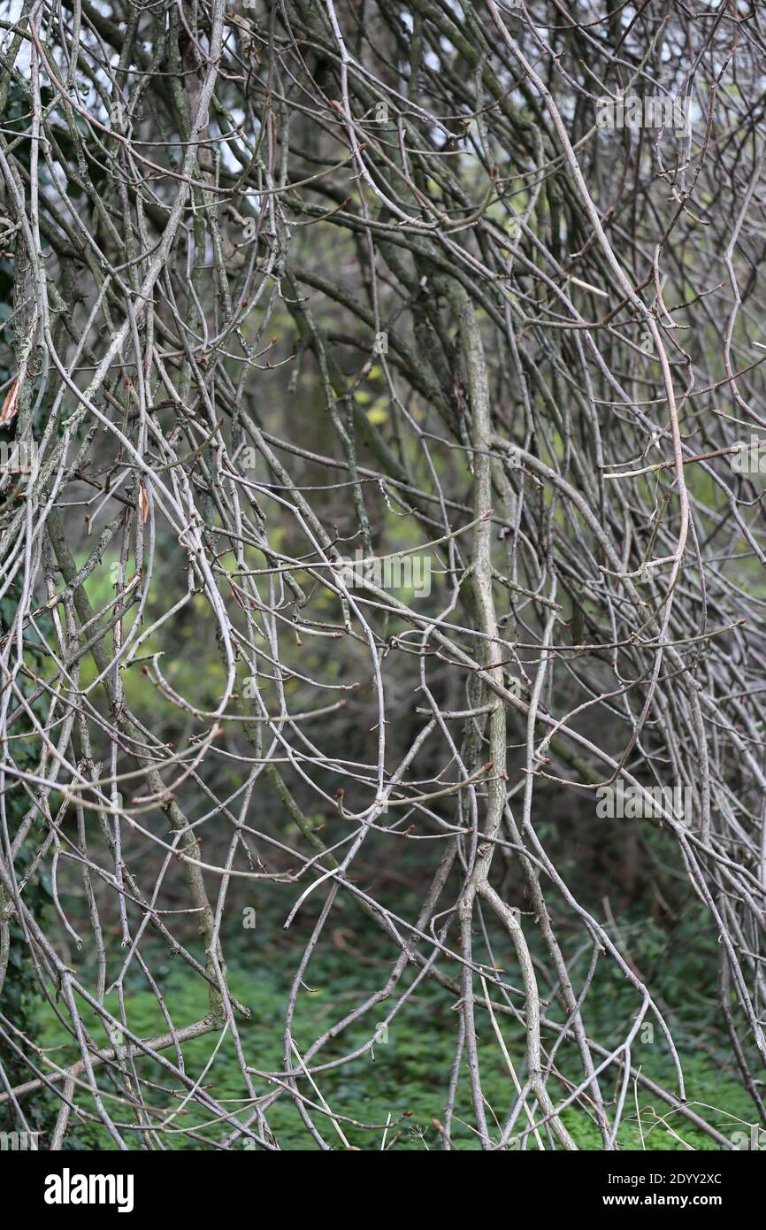 Varietà di diverse specie di alberi, un sacco di tessitura variante dal tronco di albero, corteccia e foglie. Agosto-novembre 2020 Foto Stock