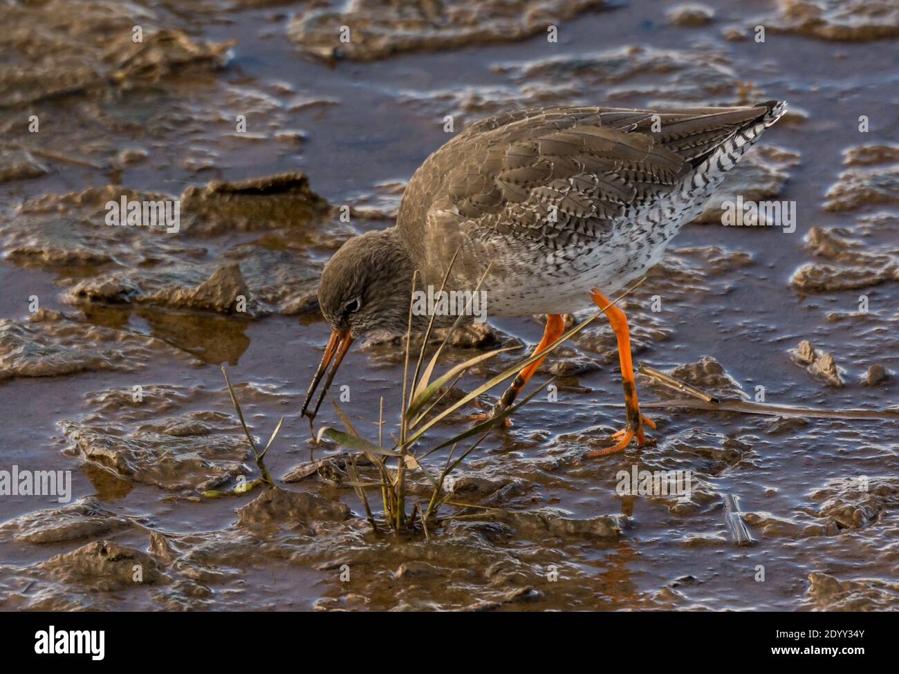 Nutrire Redshank alla RSPB riserva naturale delle Marsh di Titchwell, Norfolk, Inghilterra Foto Stock