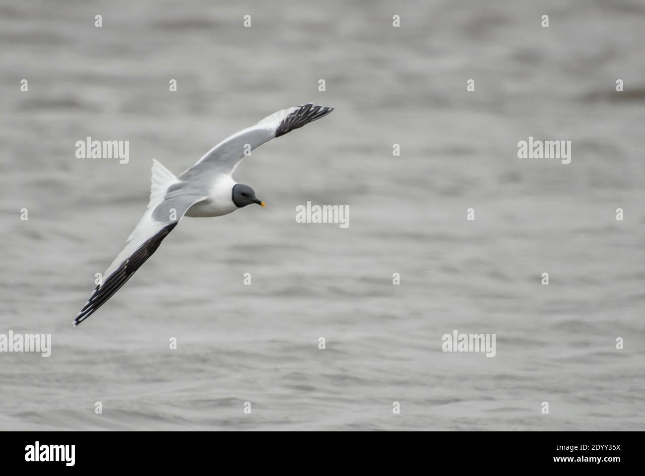 Sabine's Gull Flying, Delaware Bay, Stati Uniti Foto Stock
