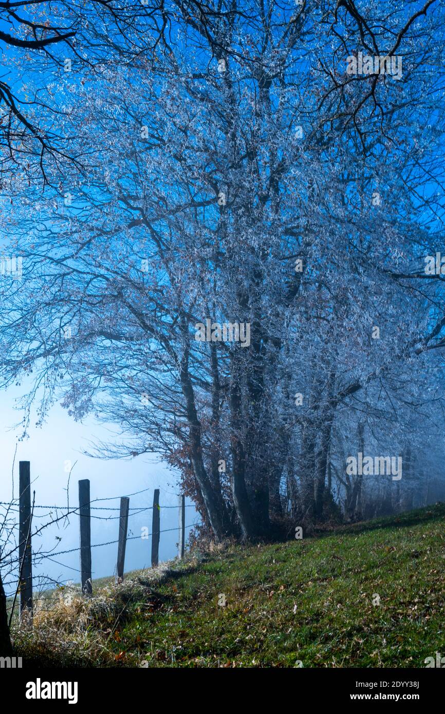 Österreich, Niederösterreich, Scheibbs, Bäume mit Raureif am Blassenstein Foto Stock