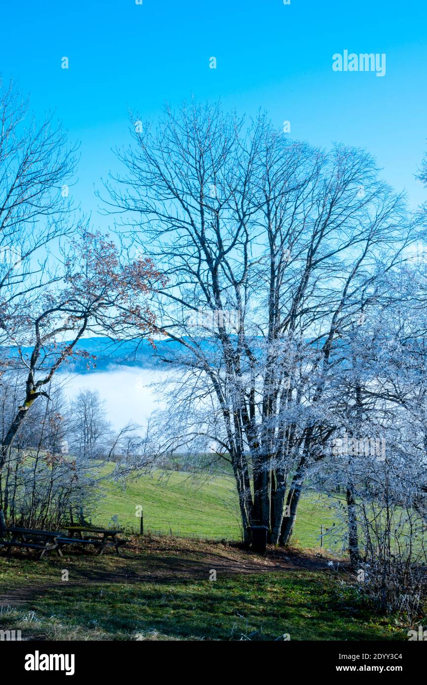 Österreich, Niederösterreich, Scheibbs, Bäume mit Raureif am Blassenstein Foto Stock