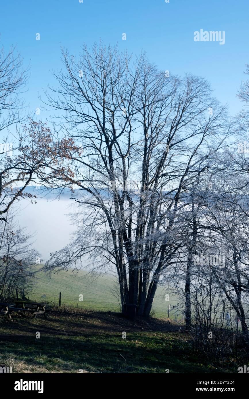 Österreich, Niederösterreich, Scheibbs, Bäume mit Raureif am Blassenstein Foto Stock