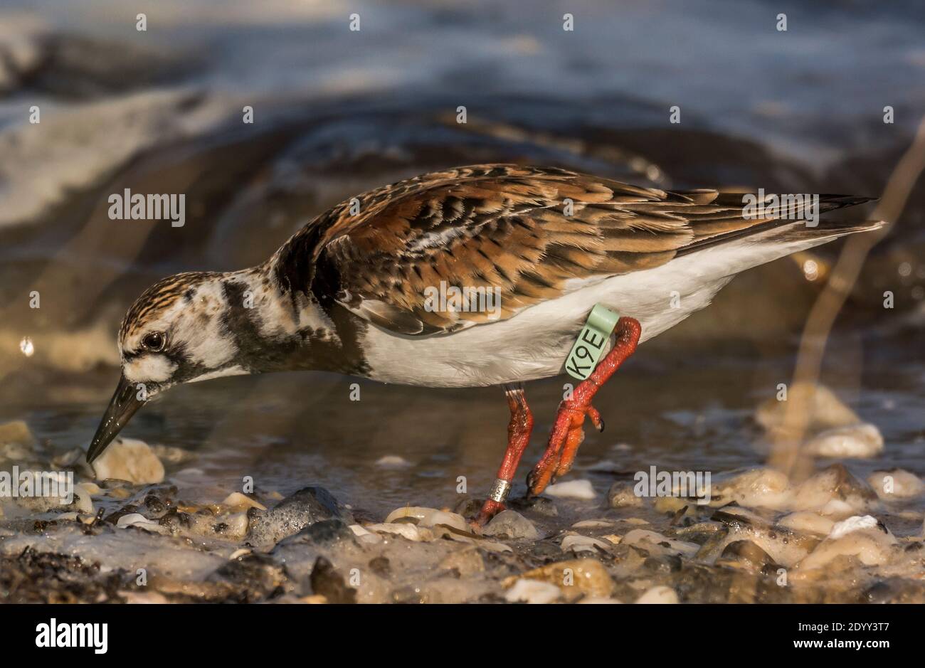 Ruddy Turnstone che alimenta sulla spiaggia, Delaware Bay, Stati Uniti Foto Stock