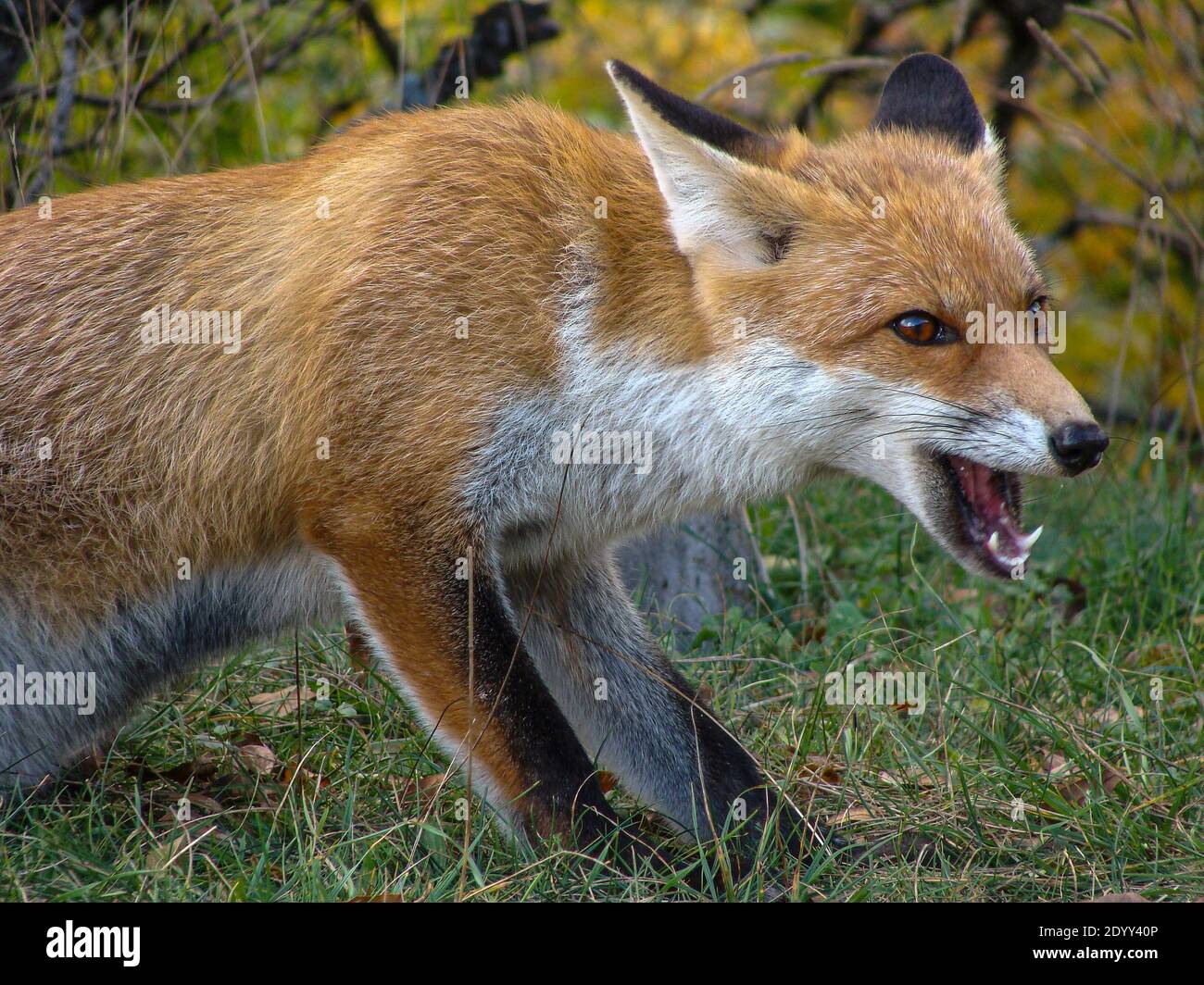 Un bellissimo esemplare di volpe rossa isolato con pelliccia folta si avvicinò al bordo del bosco del Sirente Parco Regionale. Foto Stock