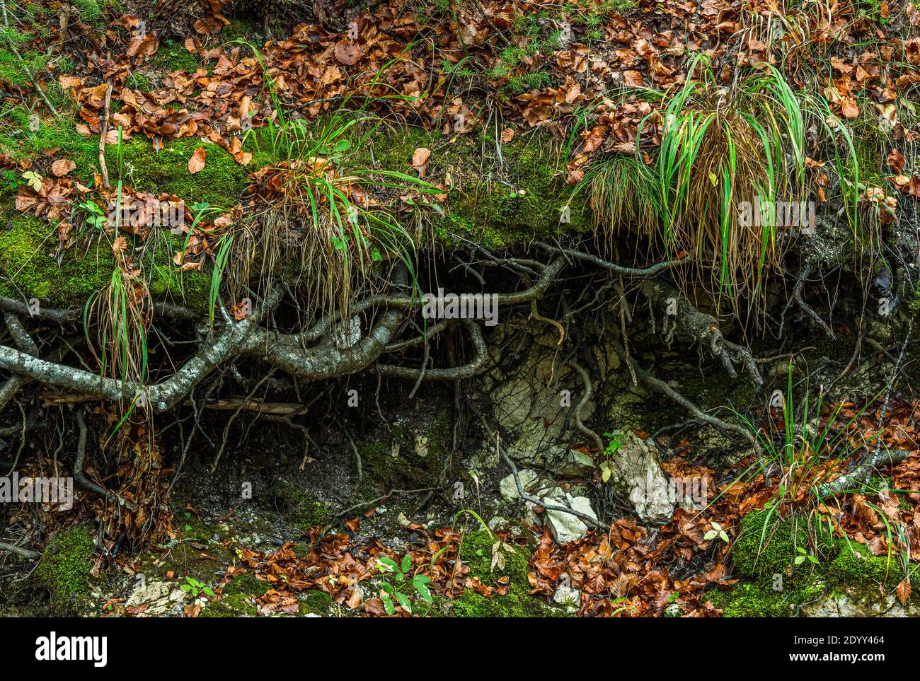 Frane e run-off mostrano gli strati di terreno tenuti insieme dalle radici dei faggi. Parco Nazionale del Gran Sasso e Monti della Laga, Abruzzo Foto Stock