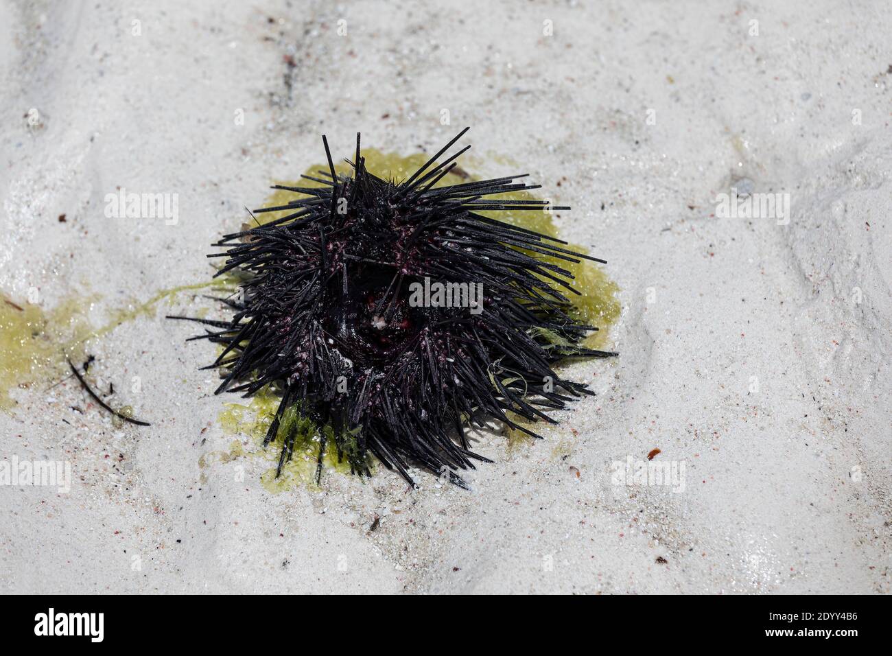Sea Urchin (Paracentrotus lividus) Foto Stock