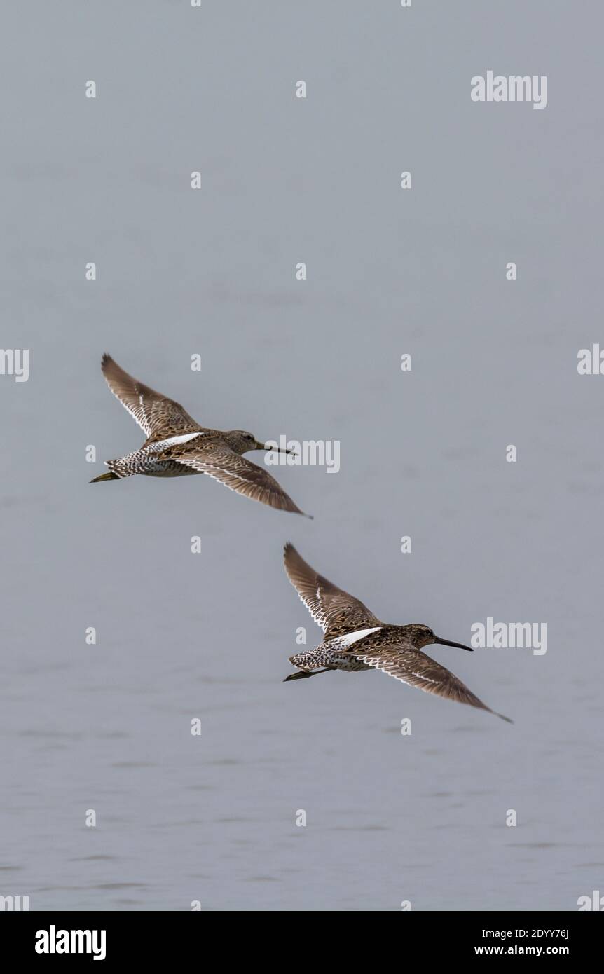 Dowitchers a fatturazione corta in volo, Delaware Bay, Delaware, USA Foto Stock