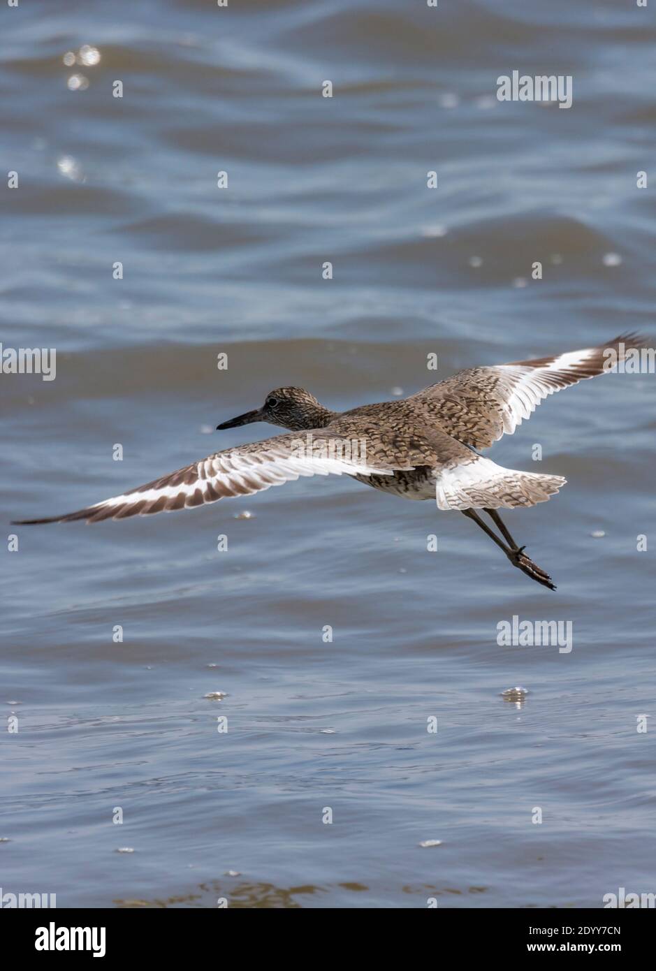 Willet che vola attraverso Delaware Bay, Stati Uniti Foto Stock