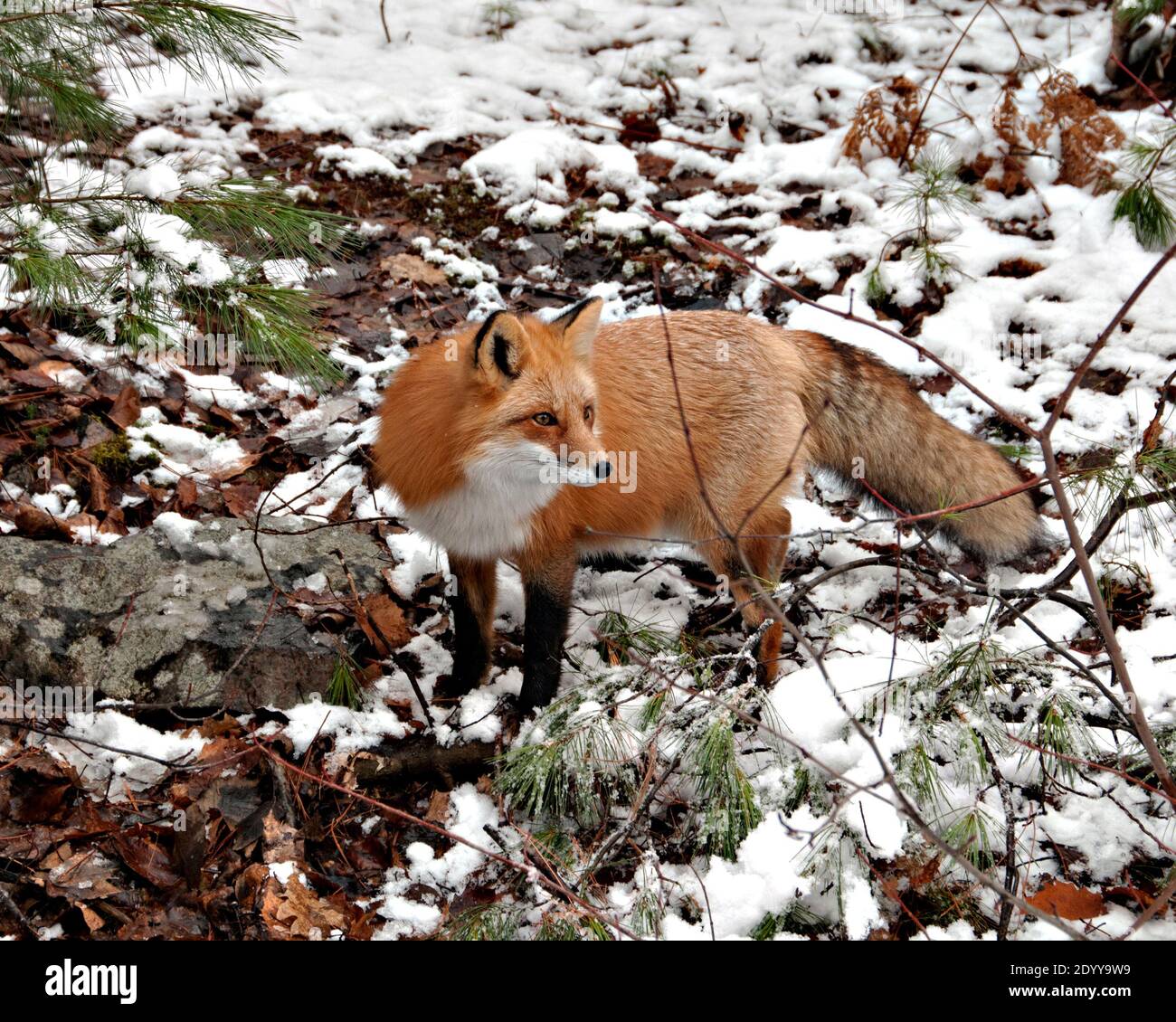 Fox racconta la storia della foto immagini e fotografie stock ad alta ...