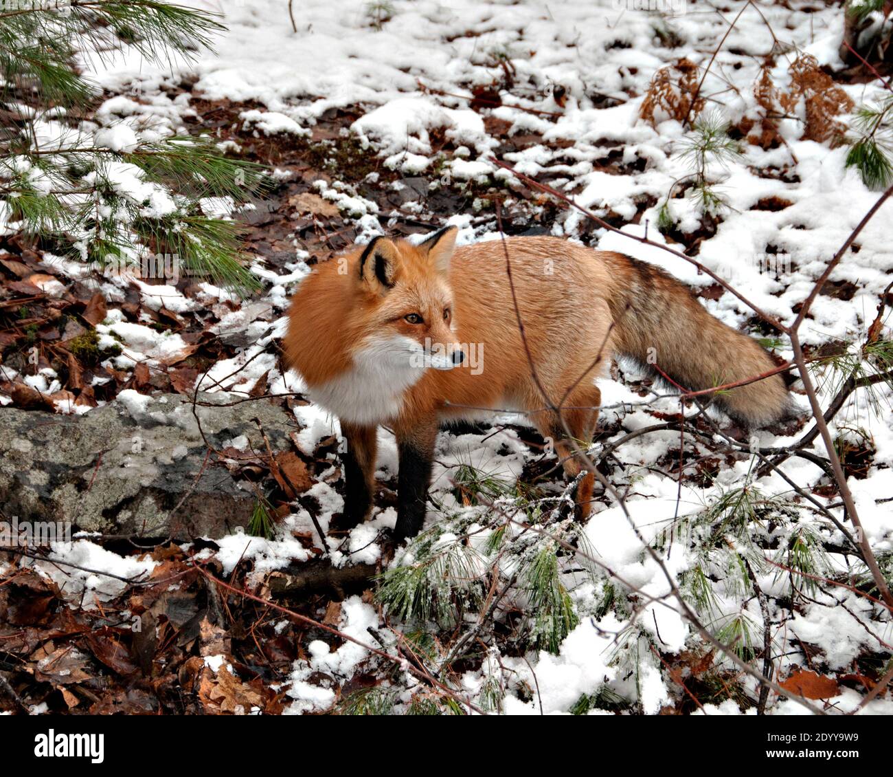 Vista del profilo in primo piano della volpe rossa nella stagione invernale nel suo ambiente e habitat con sfondo sfocato che mostra coda di volpe, pelliccia. Immagine FOX. Fig Foto Stock