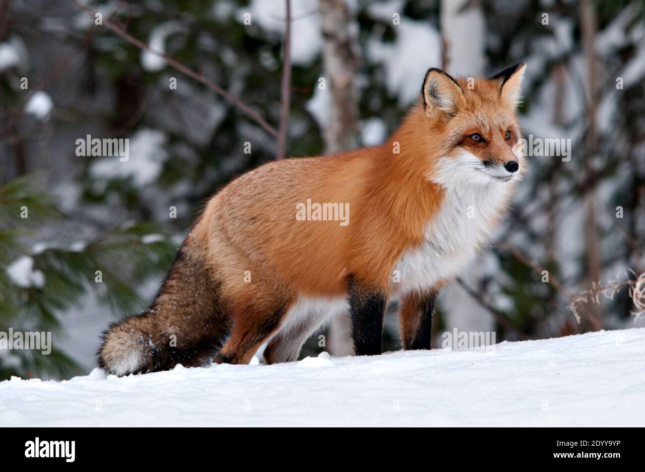 Vista del profilo in primo piano della volpe rossa nella stagione invernale nel suo ambiente e habitat con lo sfondo dell'albero sfocato che mostra la coda di volpe, pelliccia. Immagine FOX. Foto Stock