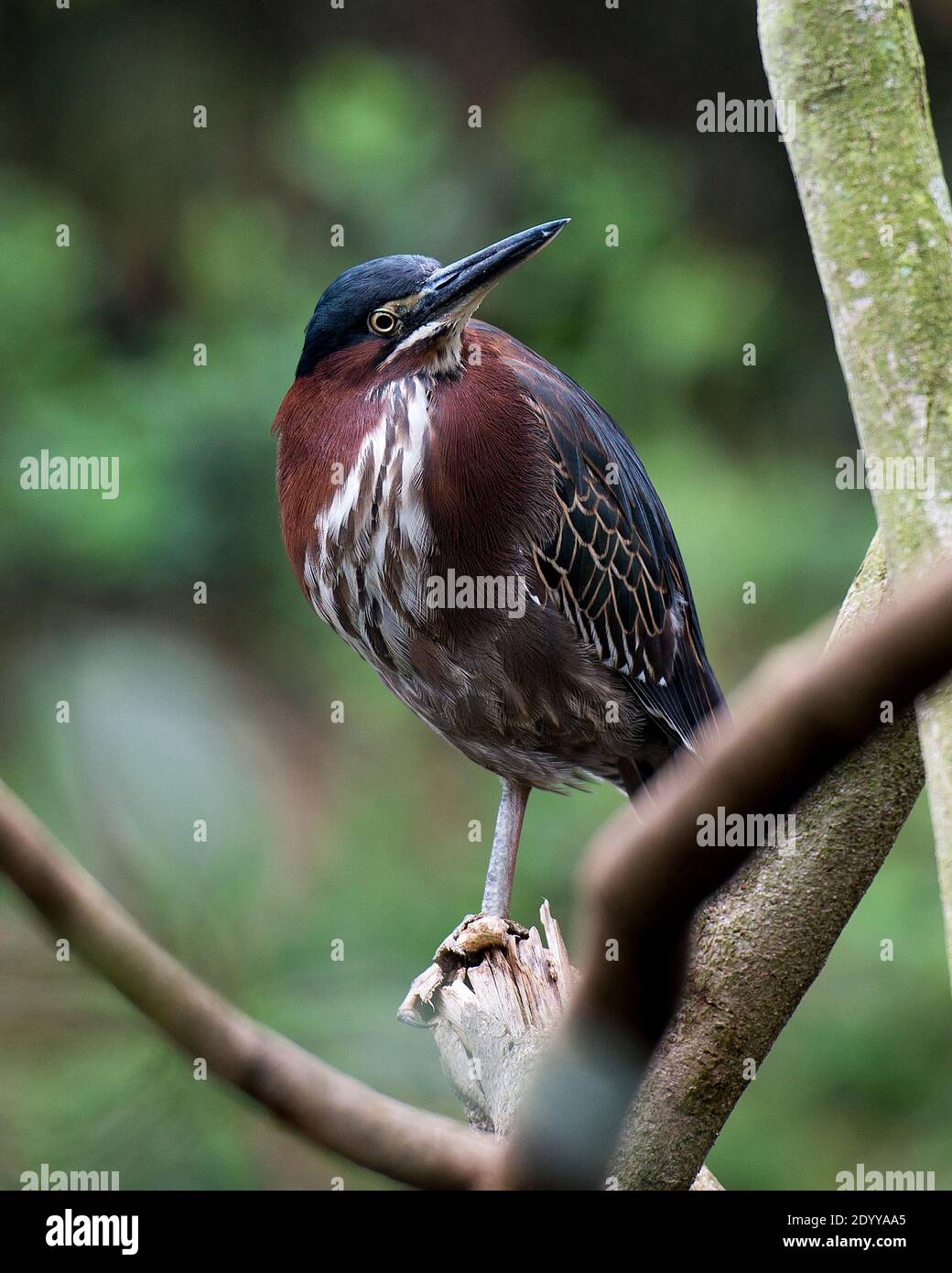 Green Heron appollaiato su un ramo che mostra ali piumaggio di piume con uno sfondo sfocato nel suo ambiente e habitat. Green Heron Stock foto. Foto Stock