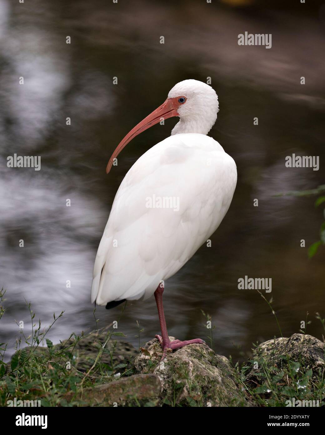 Bianco Ibis vicino all'acqua in piedi su una roccia nel suo ambiente e habitat con uno sfondo di acqua sfocata. Bianco Ibis Stock foto. Ibis Image. Immagine. Foto Stock