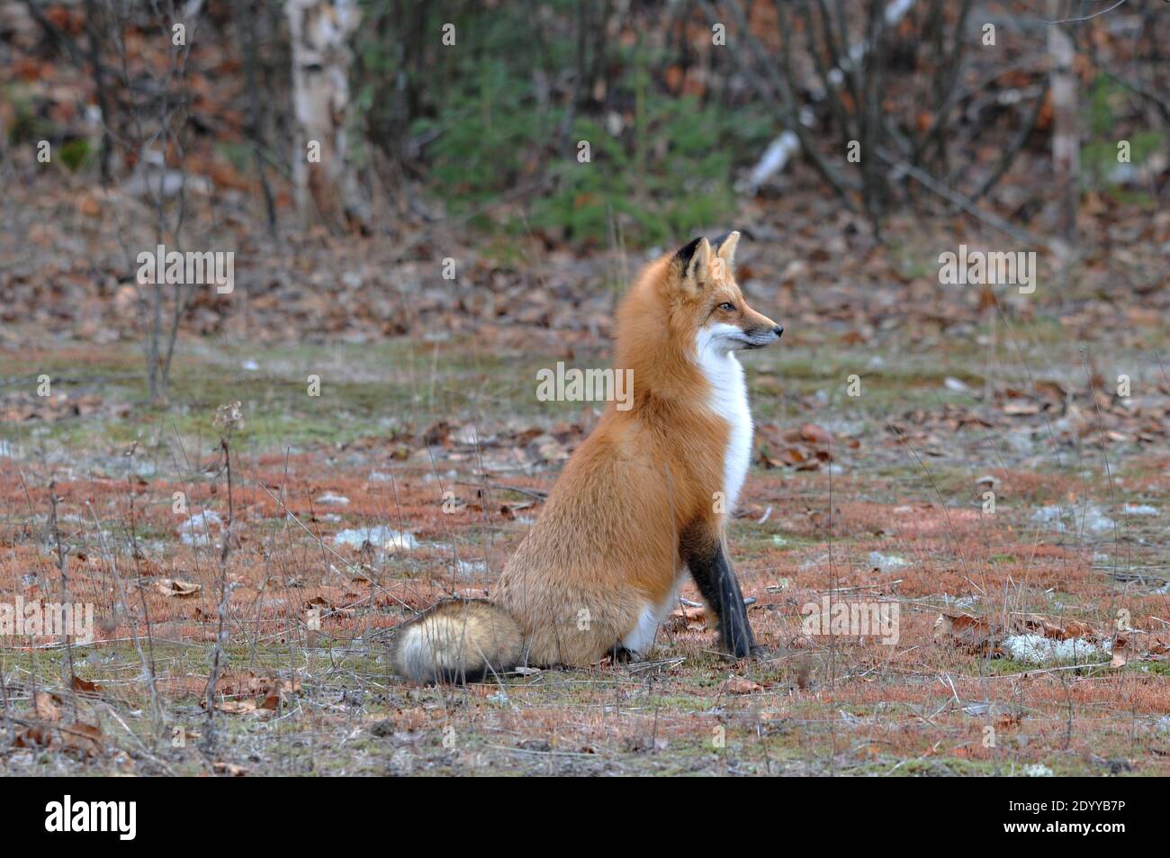 Vista laterale del profilo di un animale volpe rosso nella foresta con alberi sullo sfondo che si affaccia a destra con il corpo pieno e la coda boscata nel suo habitat. Foto Stock