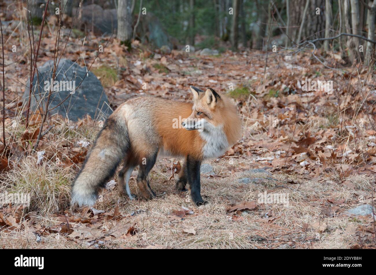 Vista laterale ravvicinata della volpe rossa nella foresta durante la stagione autunnale che mostra il corpo pieno e la coda boscata nel suo ambiente e habitat. Immagine FOX. Foto Stock
