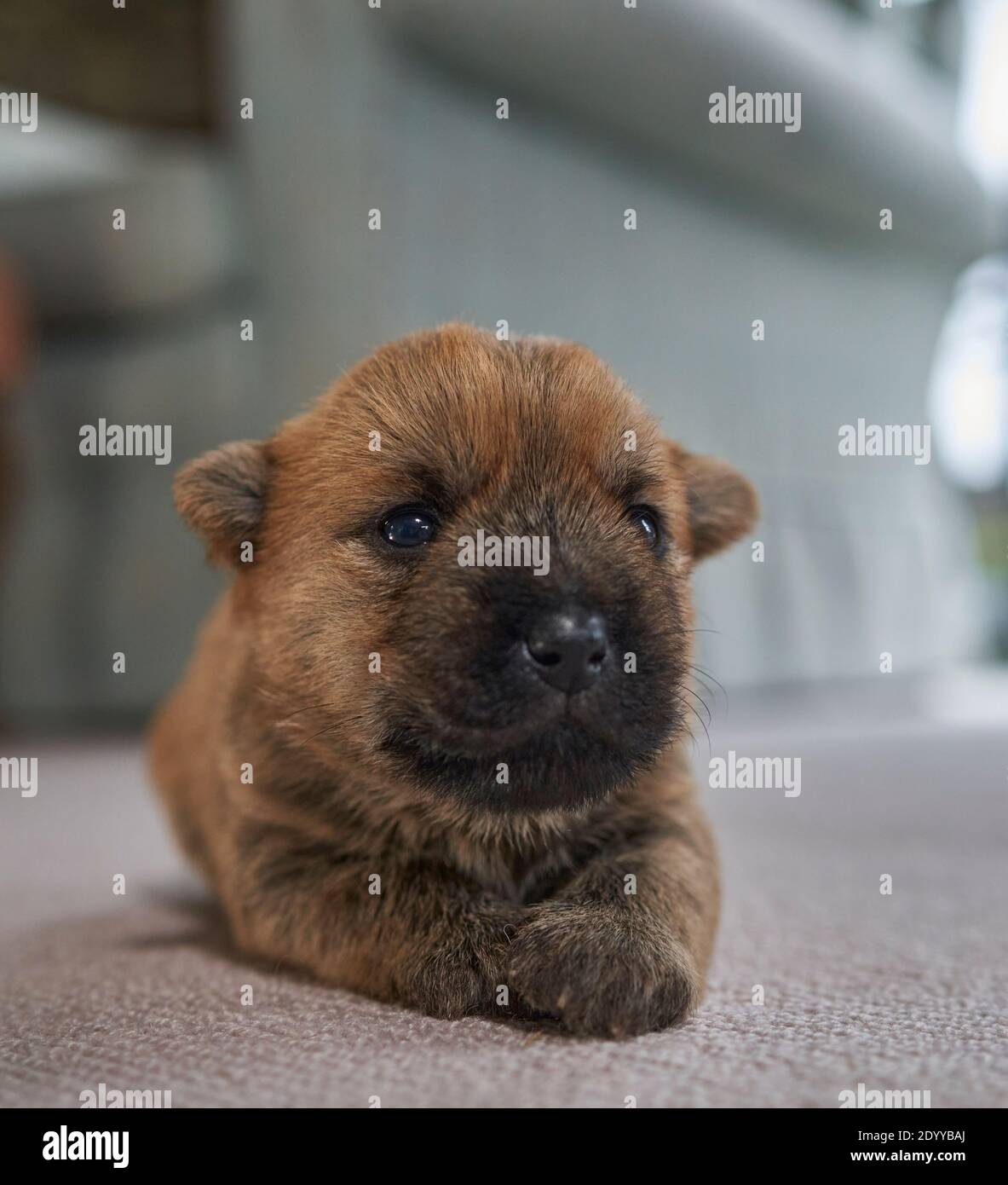 Primo piano del cucciolo Cairn Terrier (12 giorni) adagiato su un tappeto nel soggiorno di famiglia. Foto Stock