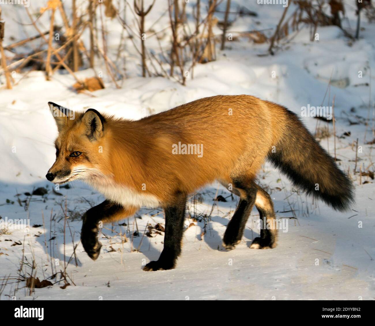 Volpe rossa che invecchia nella stagione invernale nel suo ambiente e habitat con fondo di neve che mostra coda di volpe, pelliccia. Immagine FOX. Immagine. Verticale Foto Stock