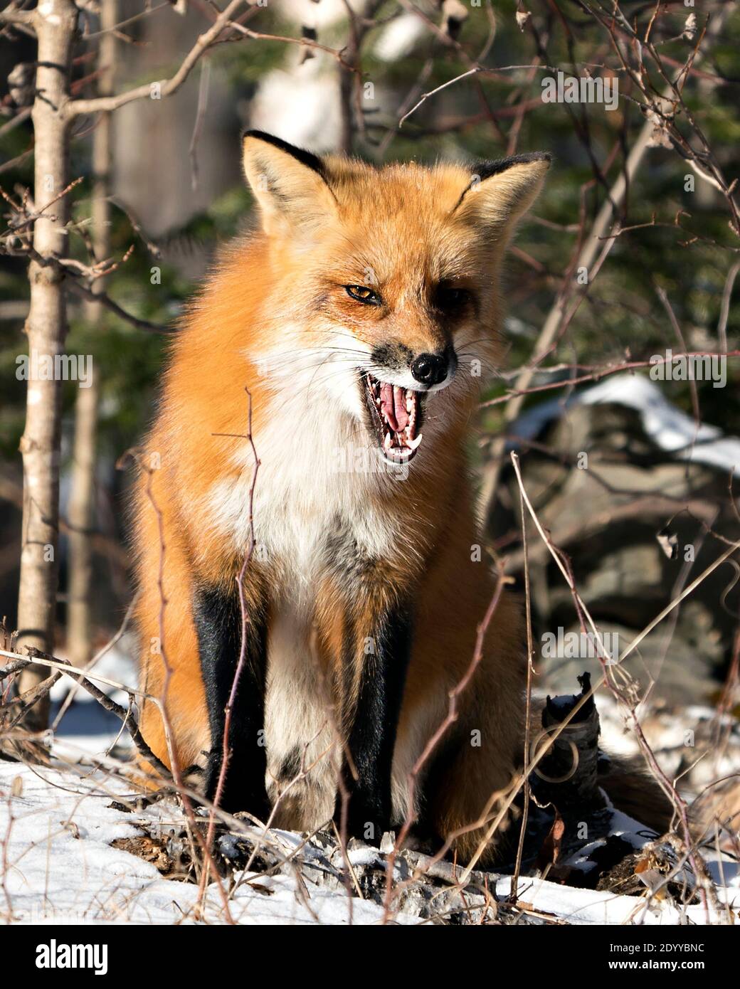 Volpe rossa seduta e guardando la fotocamera con bocca aperta che mostra i denti, lingua nella stagione invernale nel suo ambiente e habitat con la foresta Foto Stock