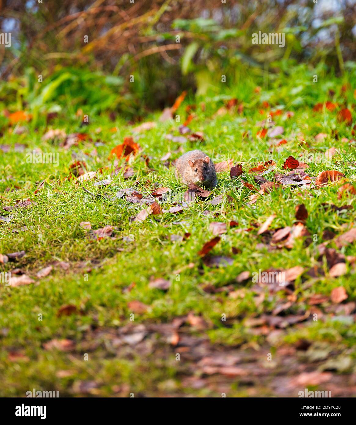 Un ratto marrone foraggio per il cibo nel Queens Park, Crewe, Cheshire Foto Stock