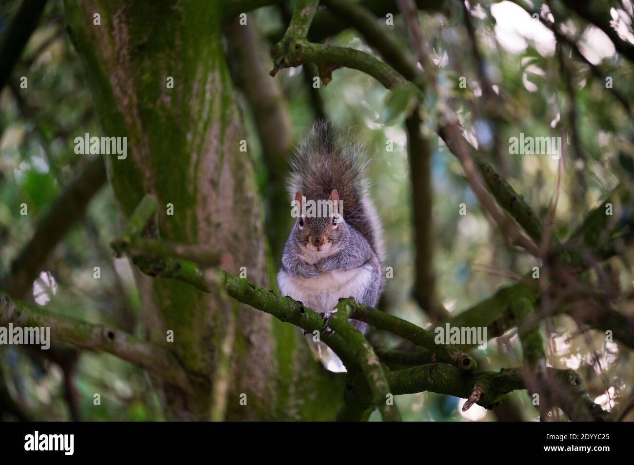 Uno scoiattolo fuori alla ricerca di cibo nei boschi a Queens Park, Crewe, cheshire Foto Stock