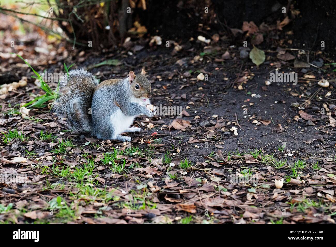 Uno scoiattolo fuori alla ricerca di cibo nei boschi a Queens Park, Crewe, cheshire Foto Stock