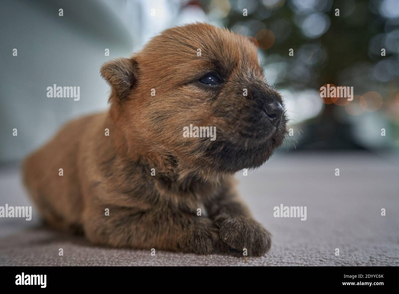 Primo piano del cucciolo Cairn Terrier (12 giorni) adagiato su un tappeto nel soggiorno di famiglia. Foto Stock