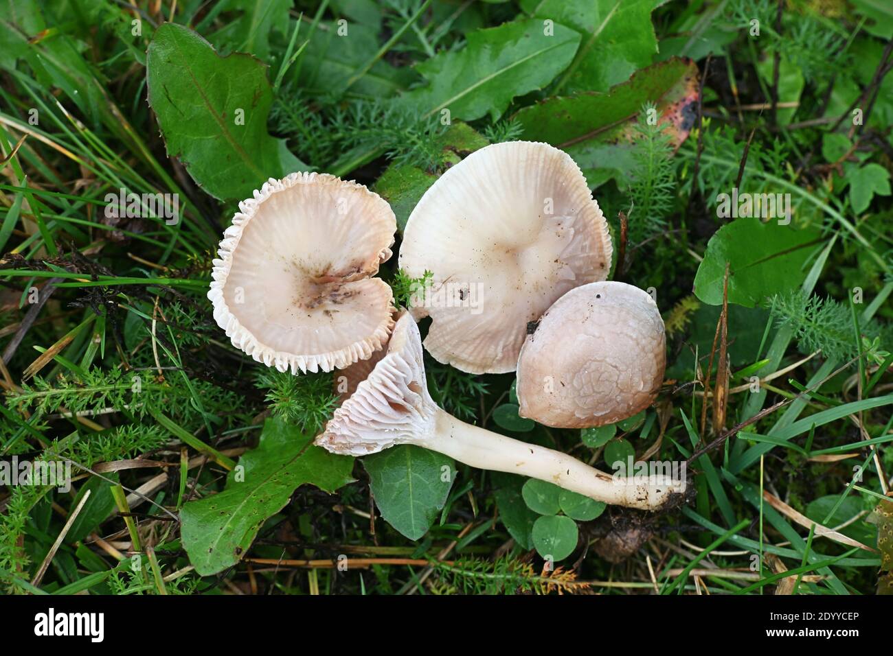 Cuphophyllus virgineus, conosciuto come il cappuccio di cera nevoso, fungo selvatico dalla Finlandia Foto Stock