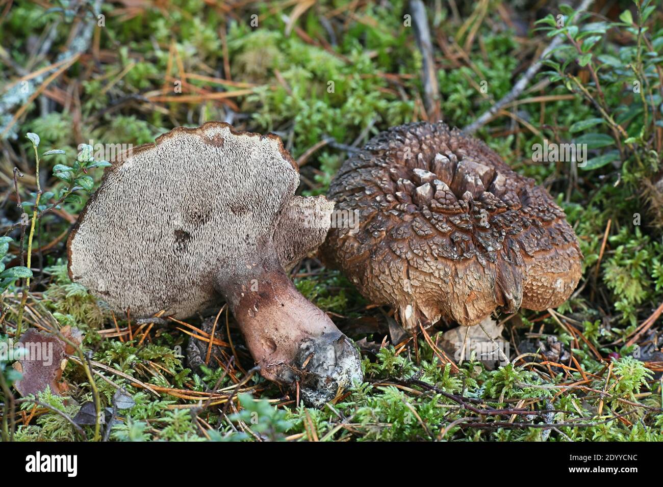 Sarcodon aff. Scabrosus, conosciuto come fungo del dente di Bitter, fungo selvatico dalla Finlandia Foto Stock