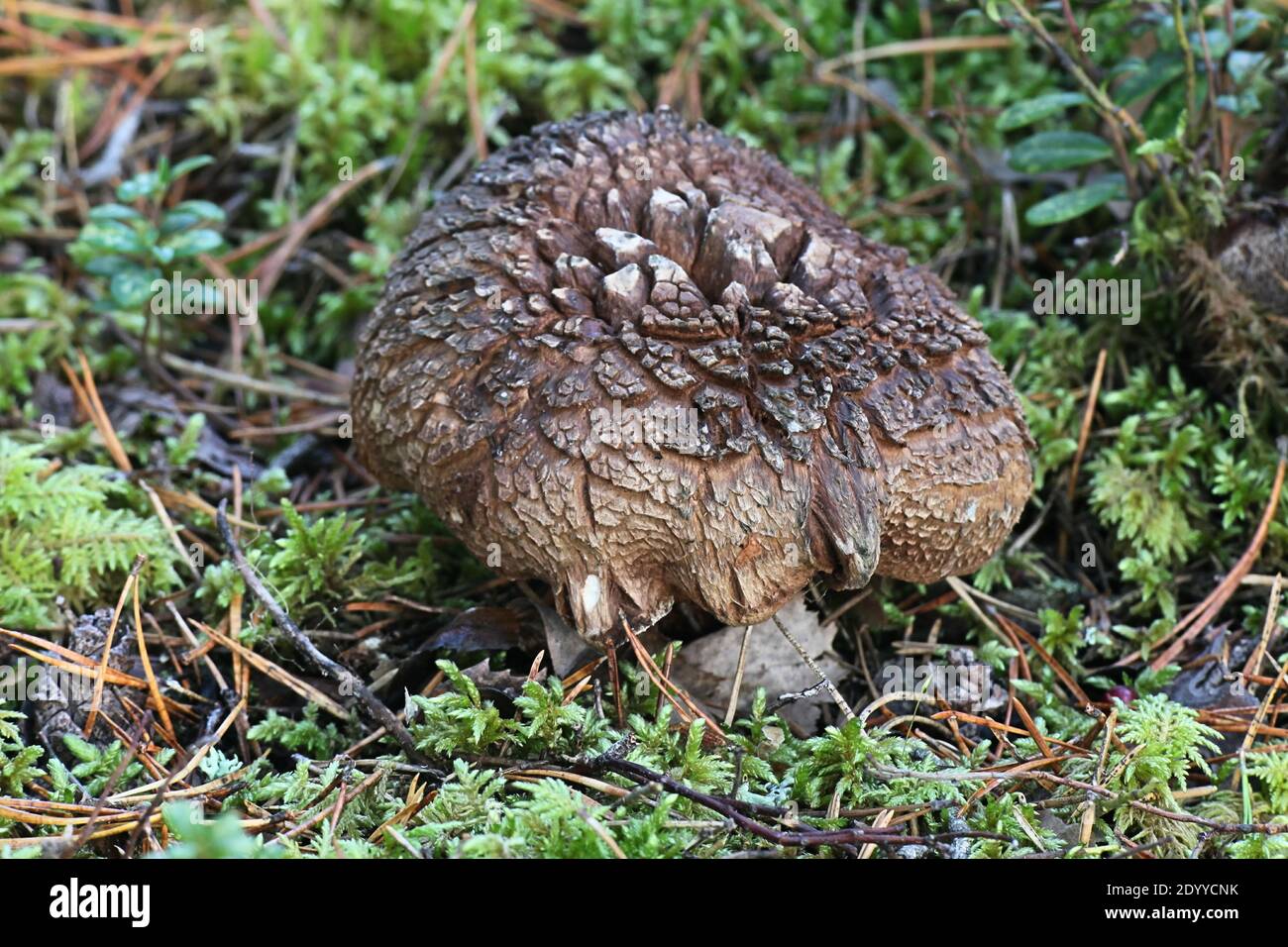 Sarcodon aff. Scabrosus, conosciuto come fungo del dente di Bitter, fungo selvatico dalla Finlandia Foto Stock