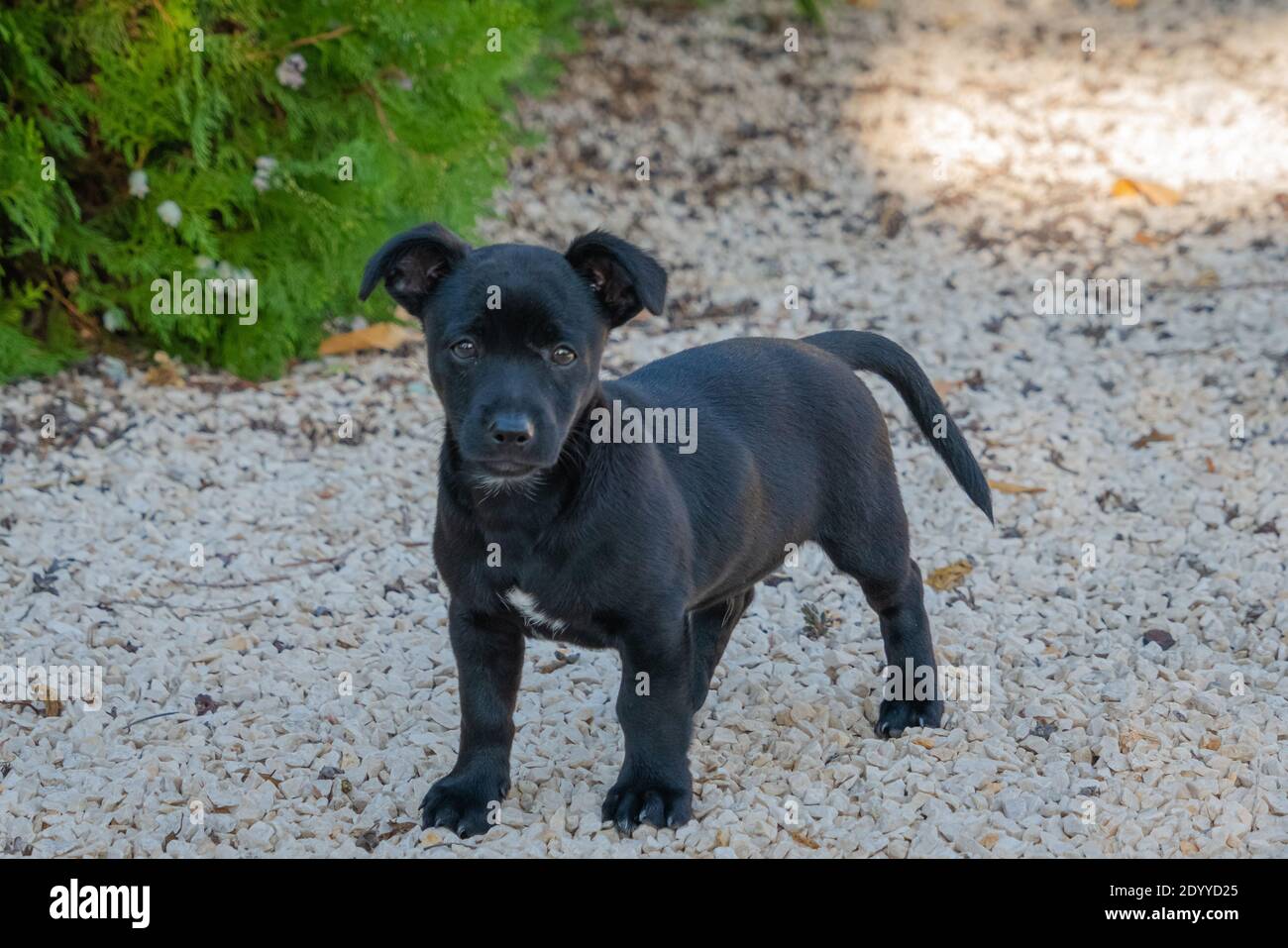 Cucciolo nero di due mesi. Foto Stock