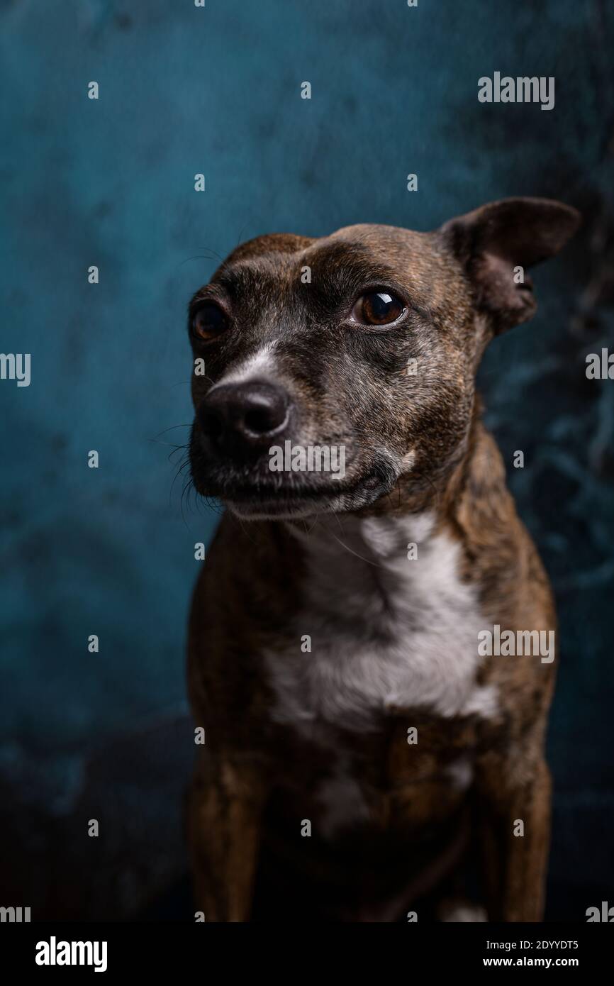 Studio di aspetto cane animale domestico Foto Stock