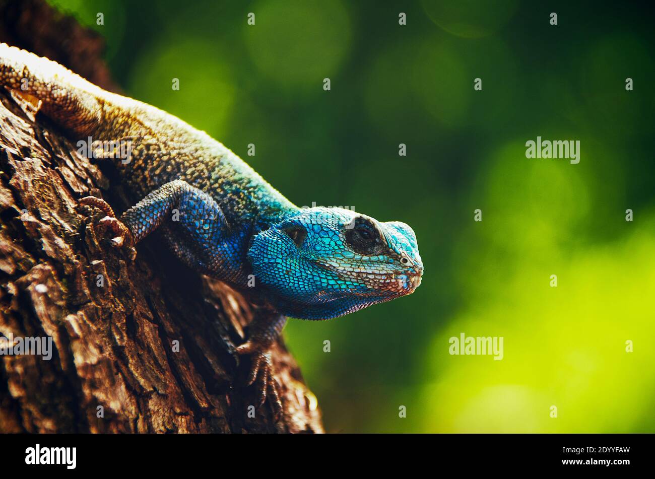 Agma Lizard con testa blu Foto Stock
