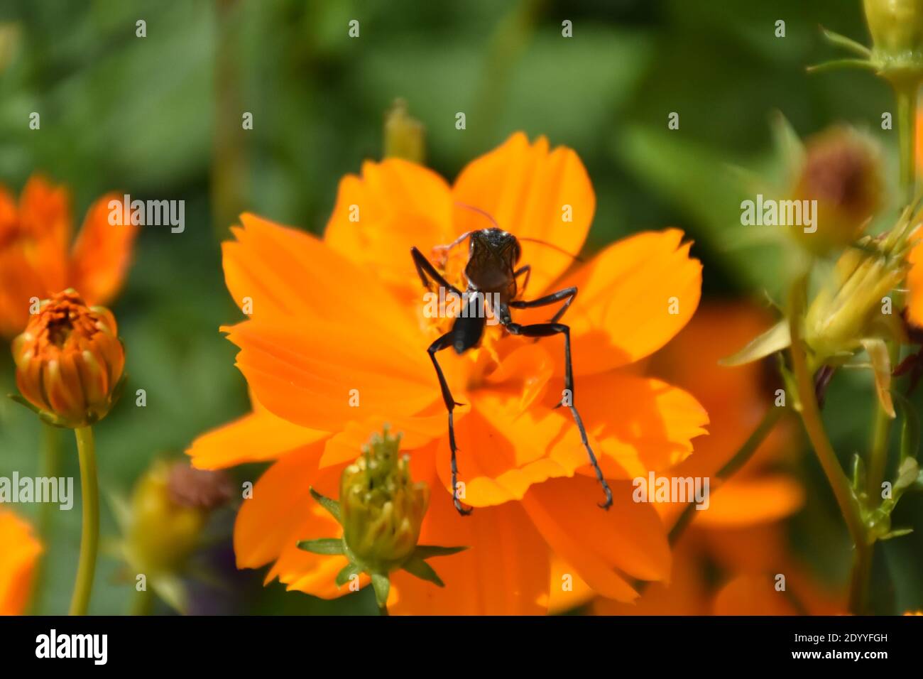 Ho creato questa macro-immagine di una Wasp thread-Waisted su un fiore o vespe su un fiore per praticare le mie abilità di fotografia macro. Foto Stock